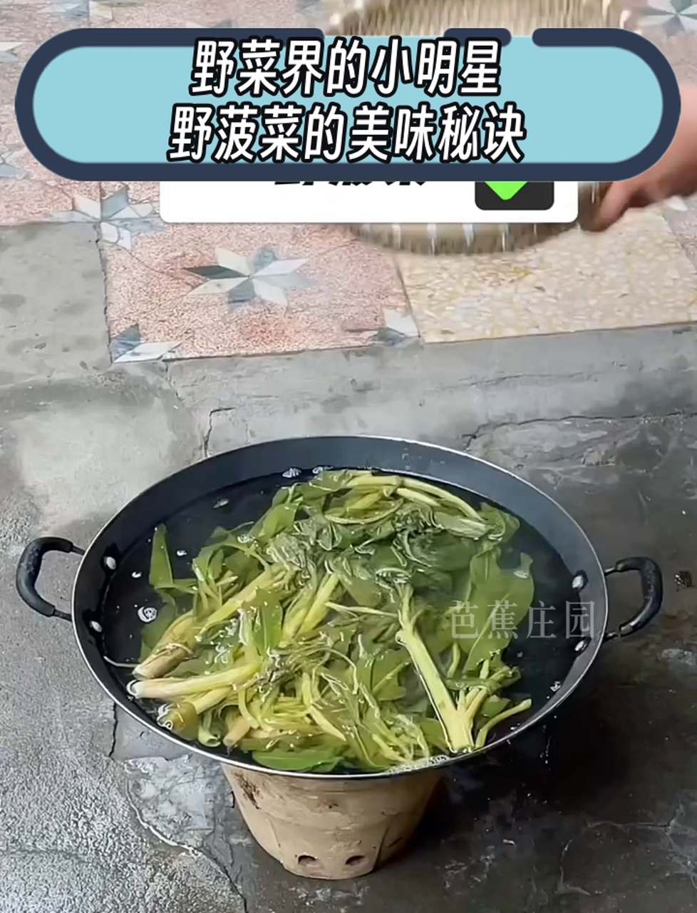 野菜界的小明星,野菠菜的美味秘诀
