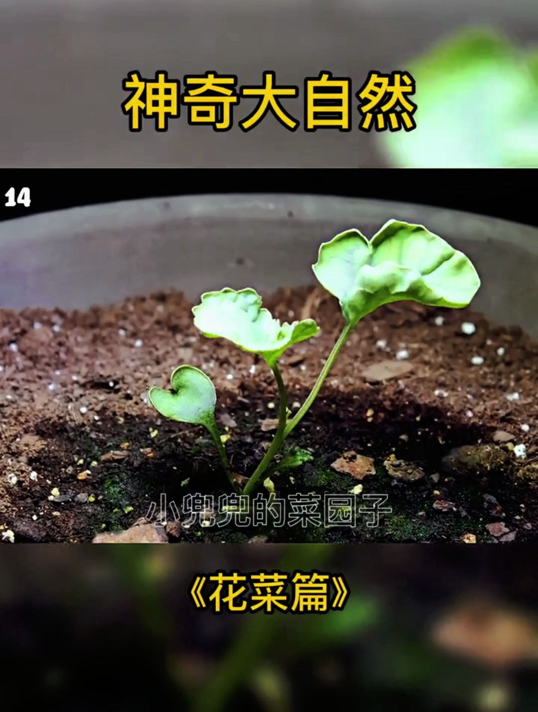 植物生长过程之花菜