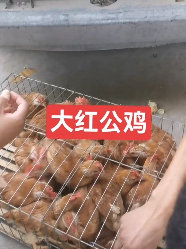 红玉鸡苗大红公鸡公母都有三黄鸡绿壳蛋鸡