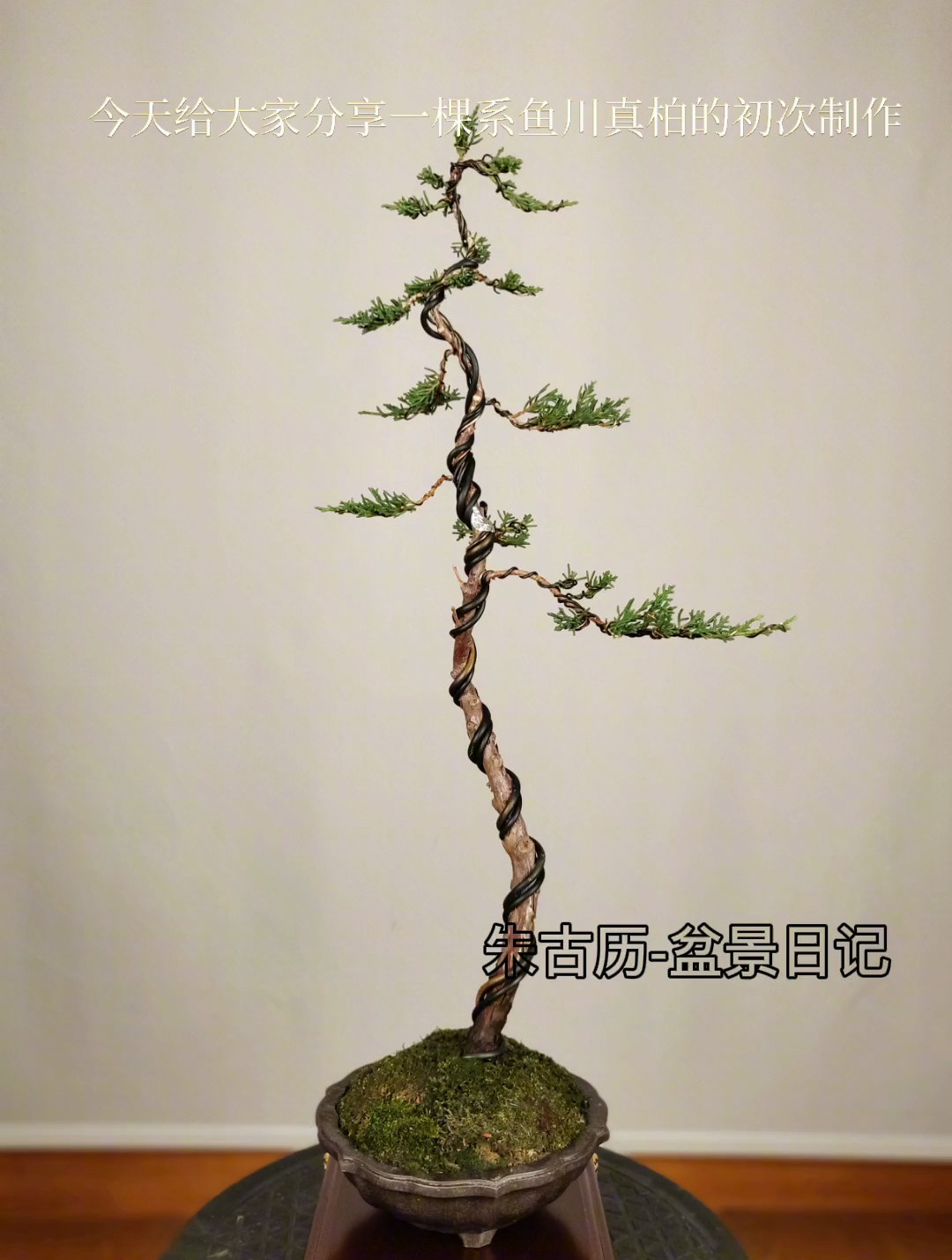 一棵系鱼川真柏怎样操作才能变成一棵文人呢,看看高手怎么做