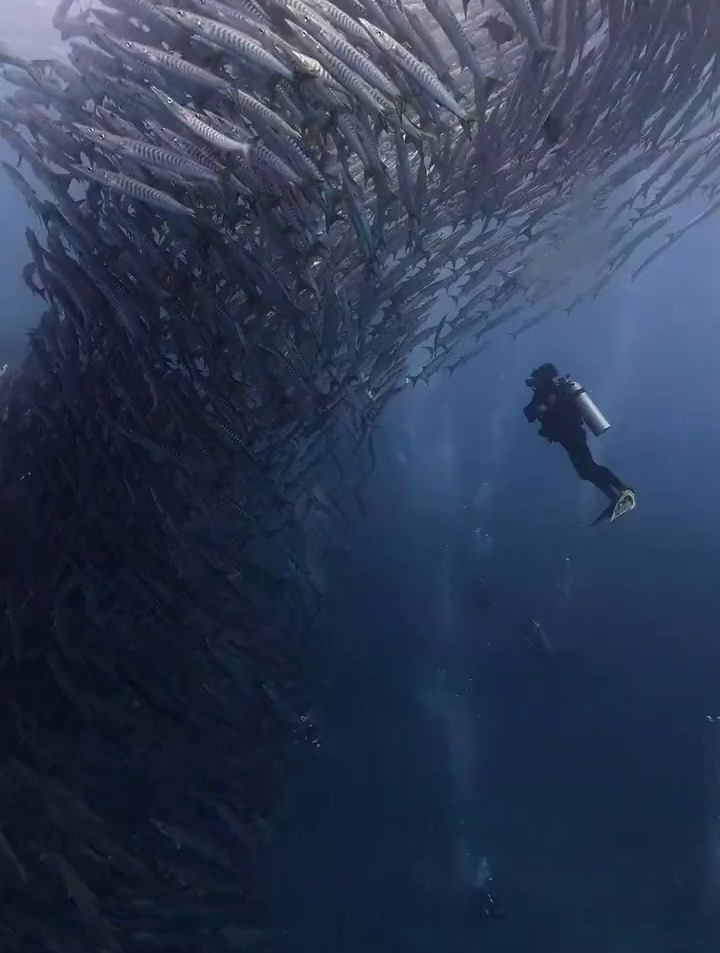 生活海洋里的鱼群