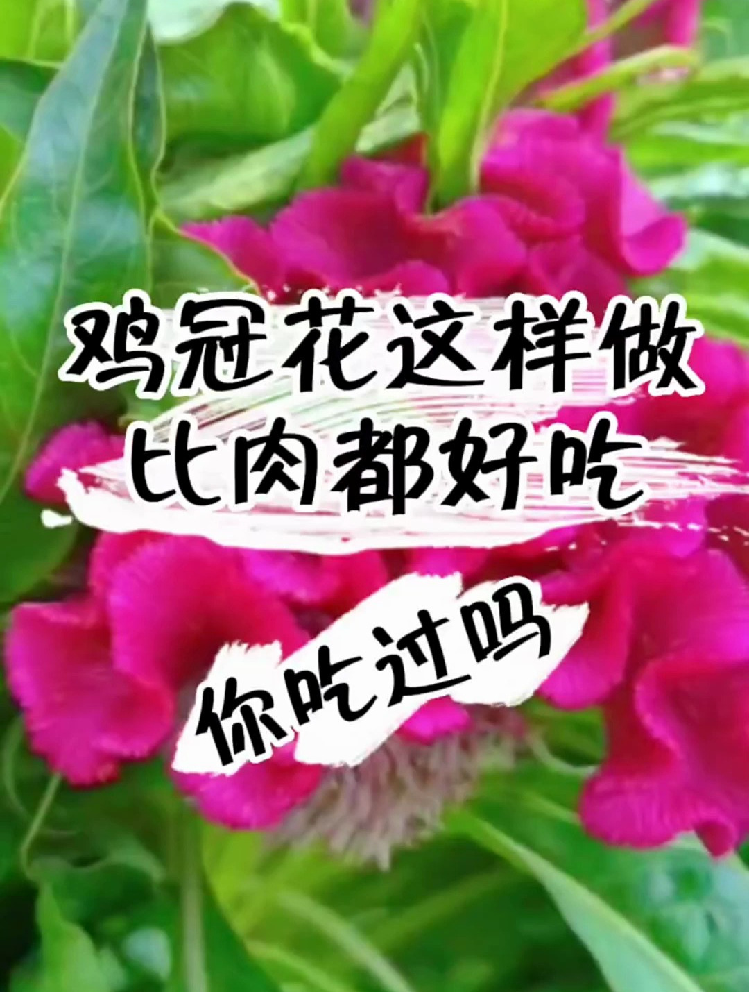 植物科普:鸡冠花也叫老来红,它是一味中药材,还可以食用!