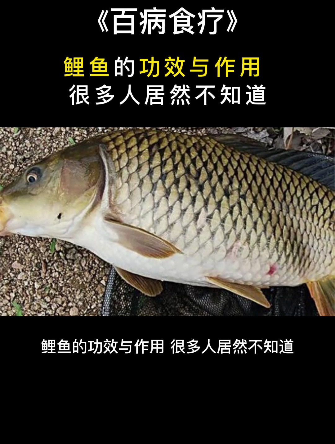 食疗:鲤鱼的功效与作用,很多人居然不知道