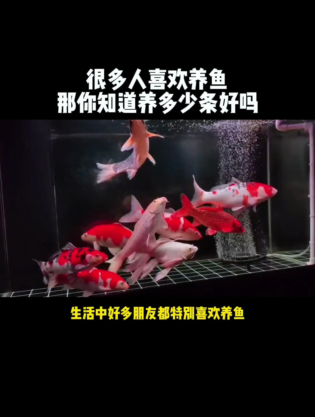 很多人喜欢养鱼?那你知道养多少条好吗!