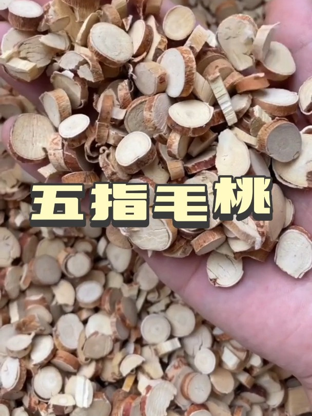 五指毛桃的用途和功效,欢迎家人们了解