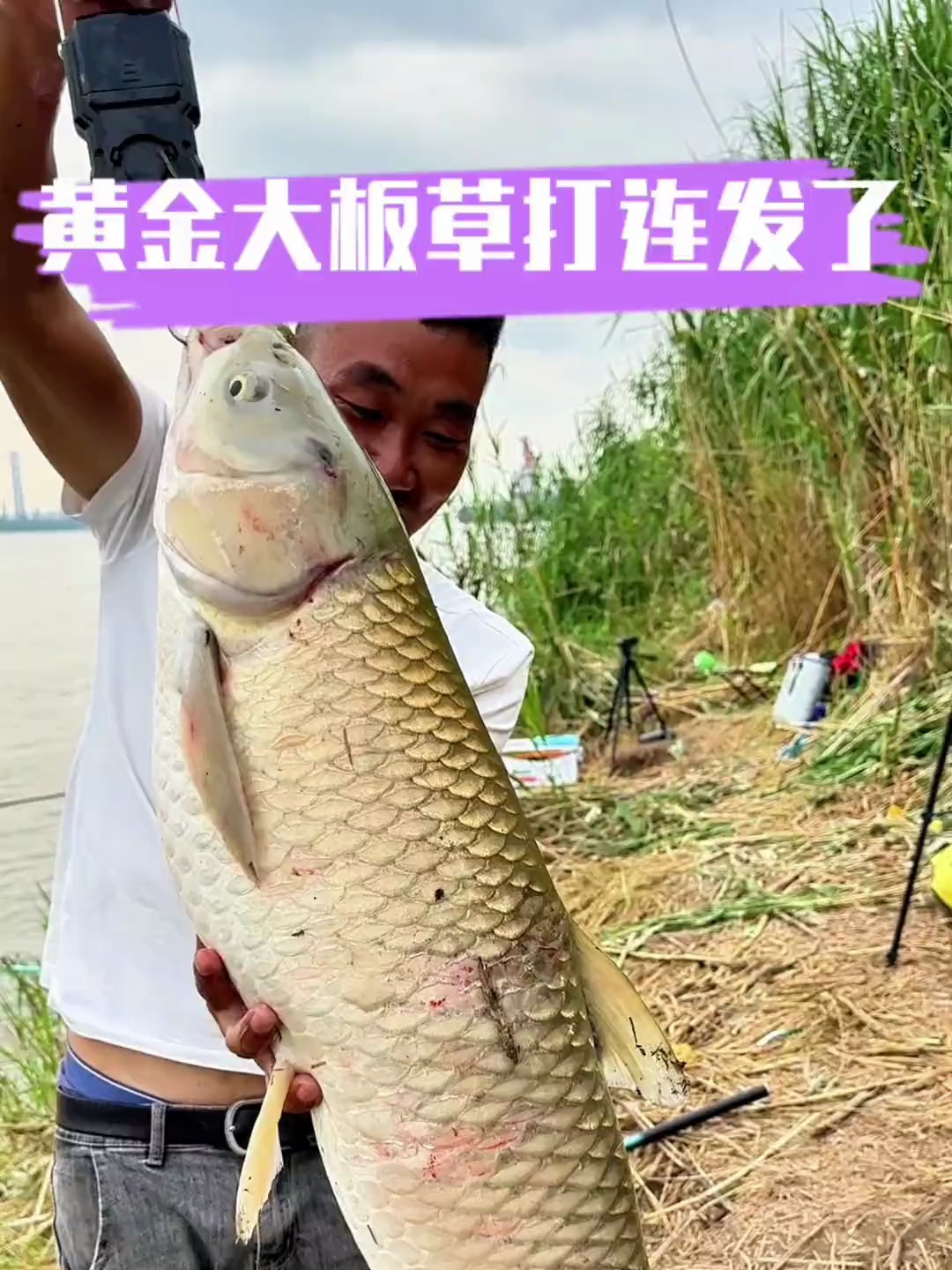 野钓比黑坑还刺激的鱼情 二十斤的黄金大板草鱼大连发了
