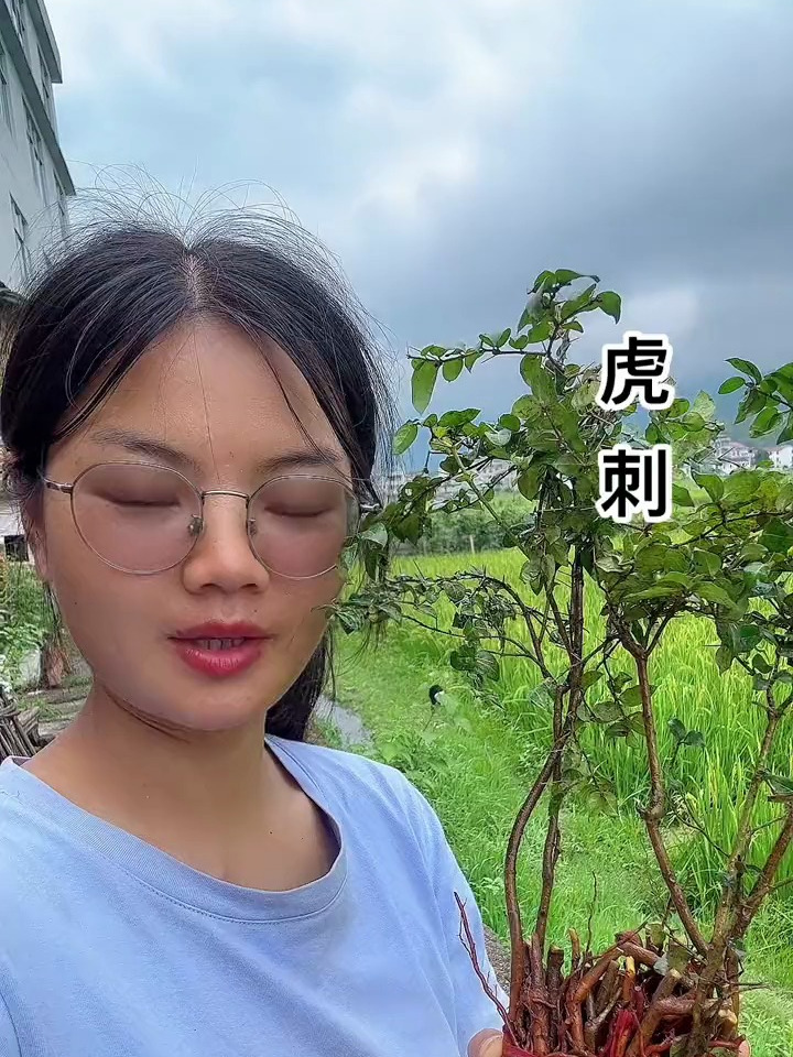虎刺 绣花针 黄脚鸡 野生药材 野生药材