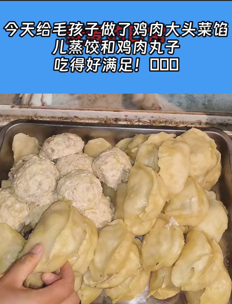 今天给毛孩子做了鸡肉大头菜馅儿蒸饺和鸡肉丸子,吃得好满足!