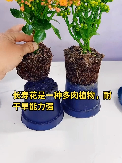 长寿花是一种多肉植物,耐干旱能力强