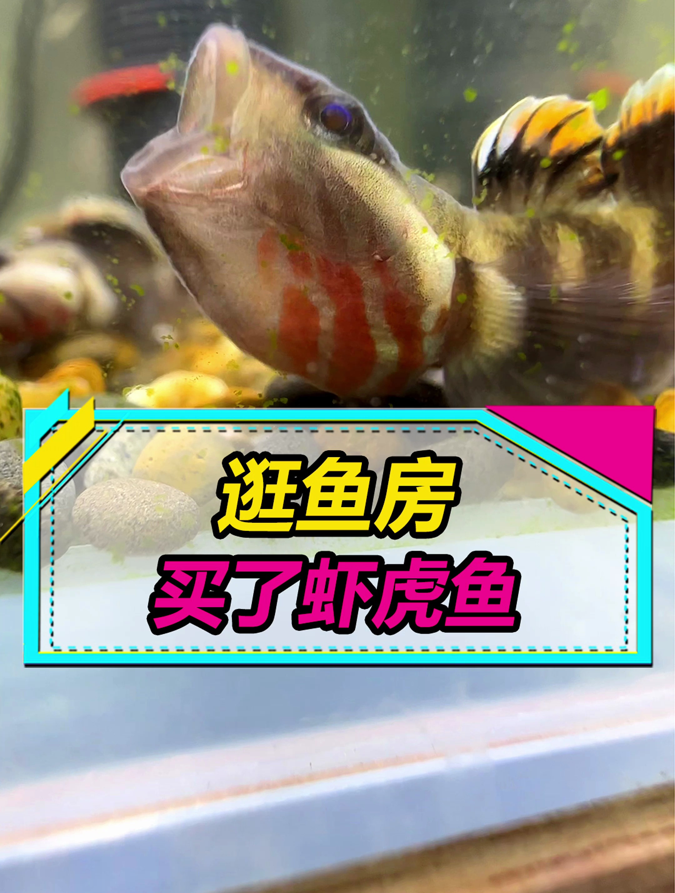 小虾虎鱼可不便宜啊,没敢买太贵的,只21条就花了600多