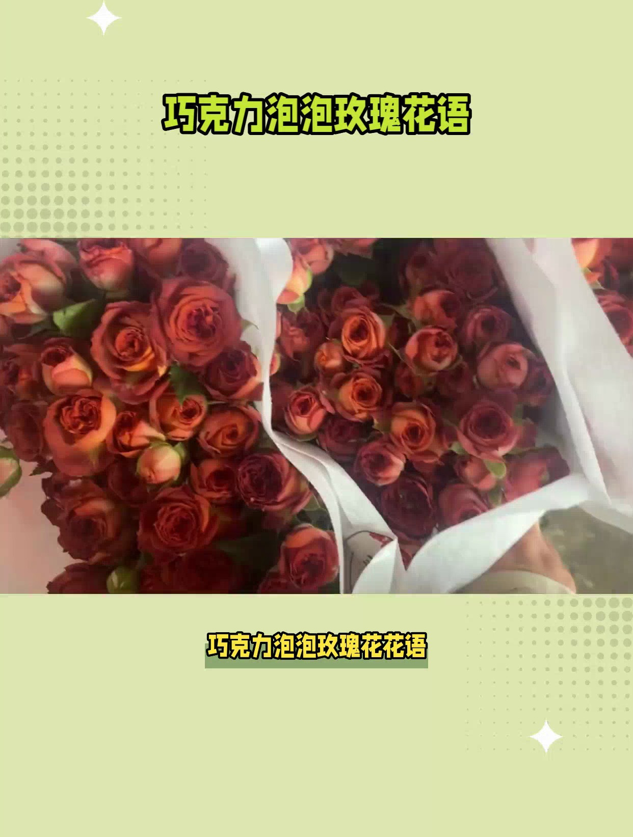 巧克力泡泡玫瑰花语