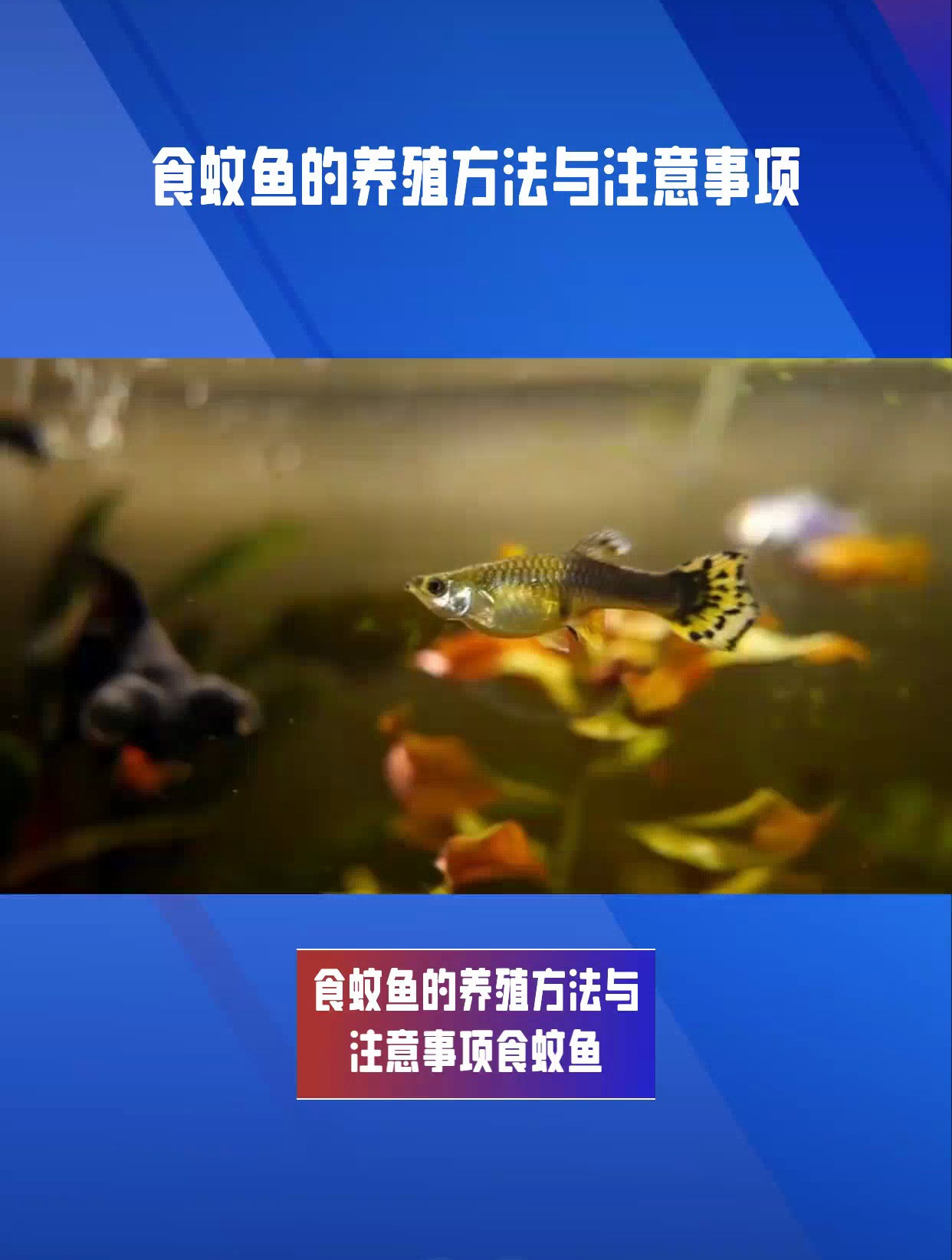 食蚊鱼养殖全攻略,让你轻松养出活泼健康的食蚊鱼