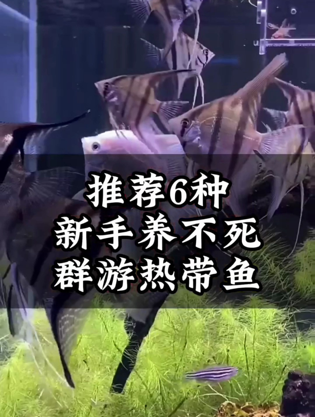 新手都养不死的6种群游热带鱼