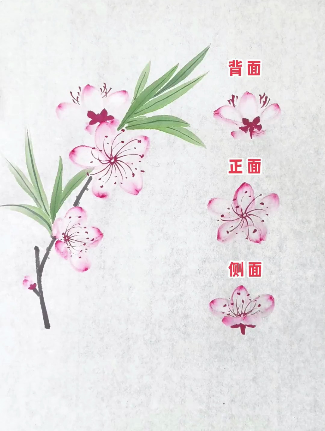 超简单的桃花画法!只用桃花的三个姿态就能画一枝漂亮的桃花