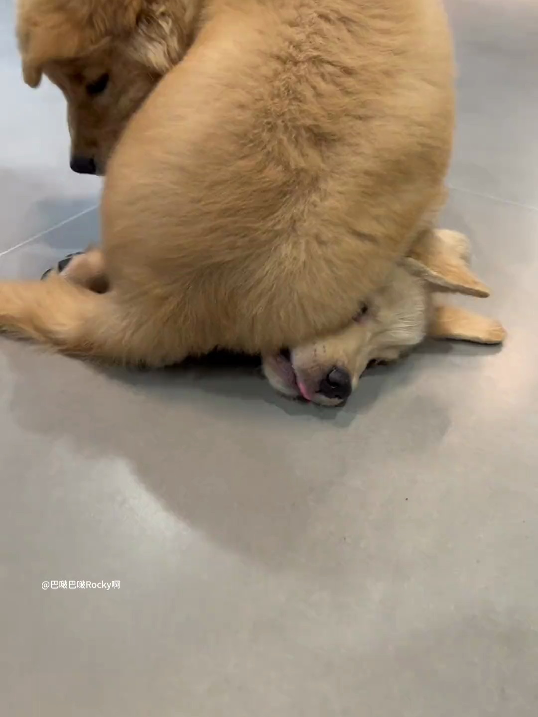 听说你们都喜欢我的大爪爪呀～金毛 小鸡毛 狗狗