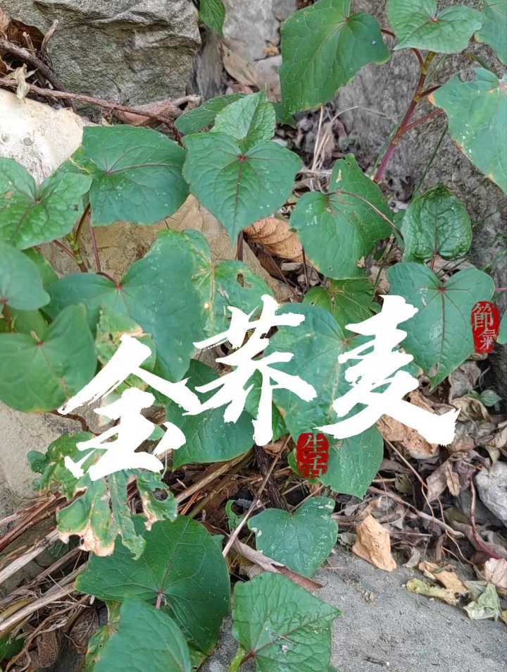 二级保护植物野生金荞麦 金荞麦 苦荞麦 荞麦当归