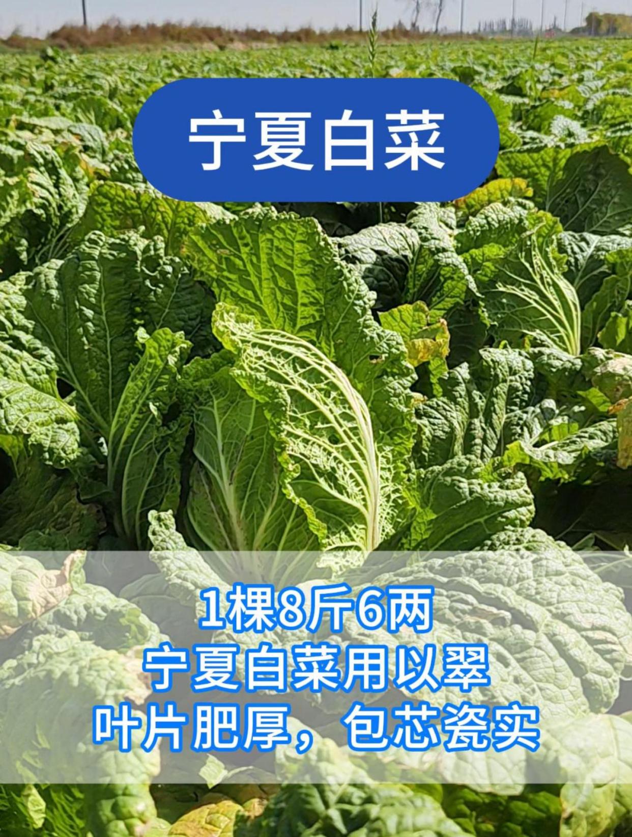 叶面肥—1棵8斤6两!宁夏白菜用以翠叶面肥,叶片宽大肥厚