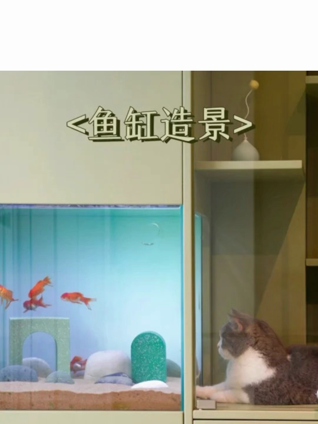 猫主子的鱼景房你们要的鱼缸造景讲解附清单放后面啦~