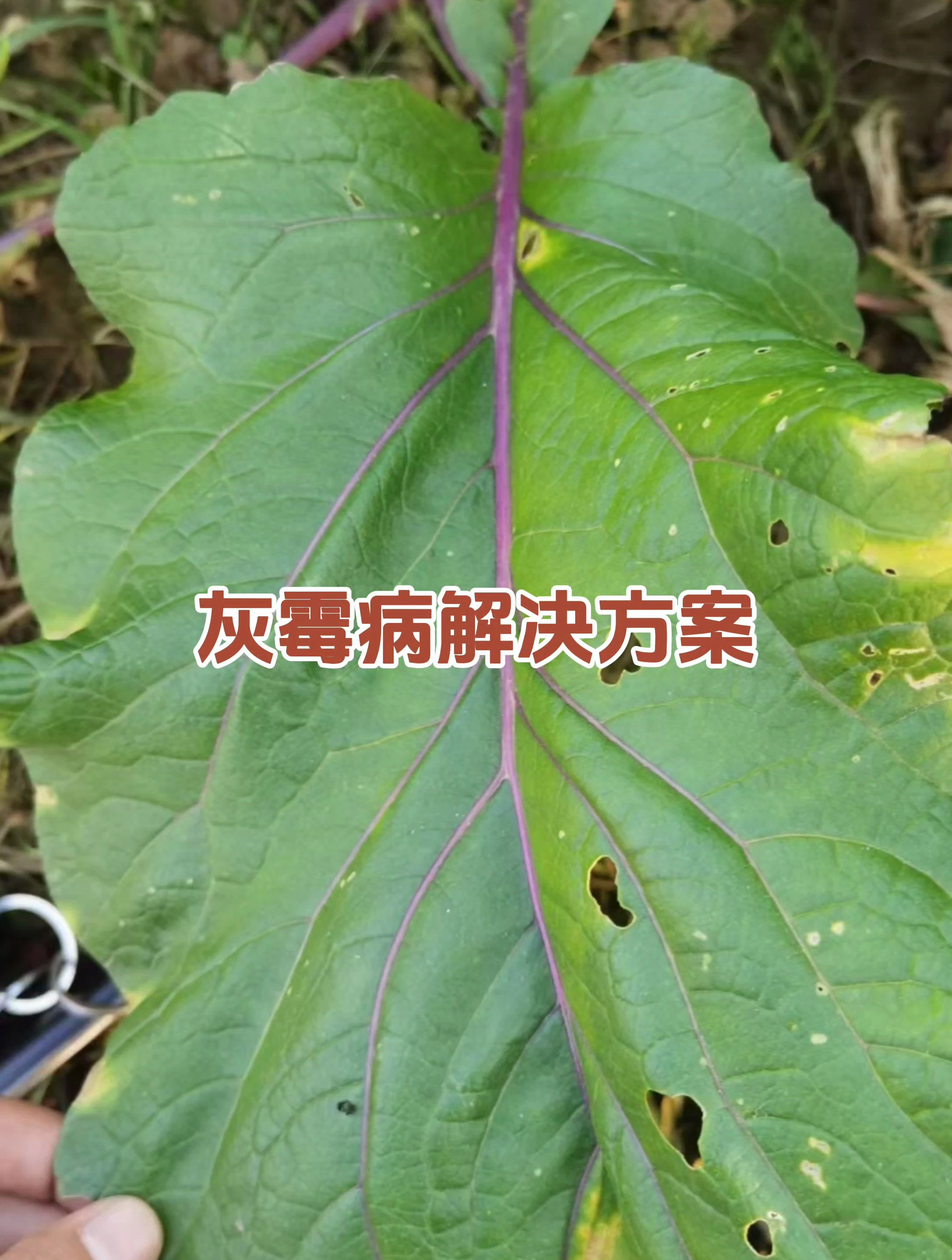 蔬菜灰霉病解决方案