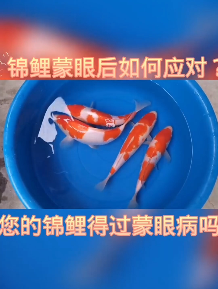 锦鲤蒙眼后该如何应对呢?不急!看完你就知道了,教你治疗方法