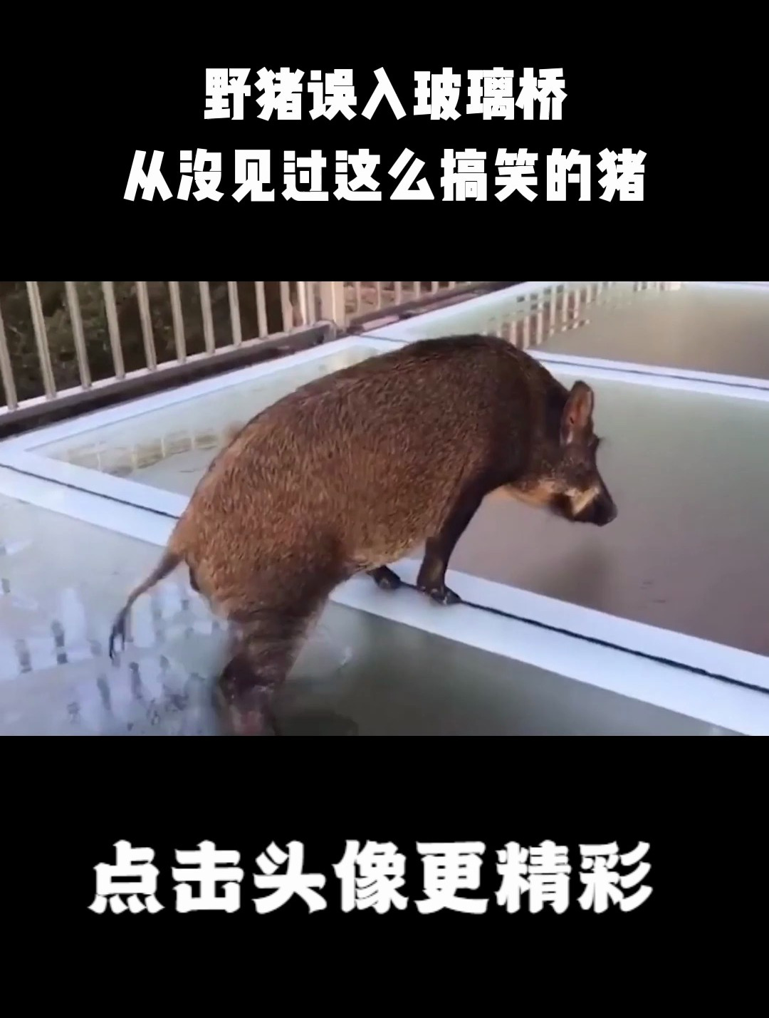 野猪误入玻璃桥,从没见过这么搞笑的猪,网友:魔鬼的步伐!