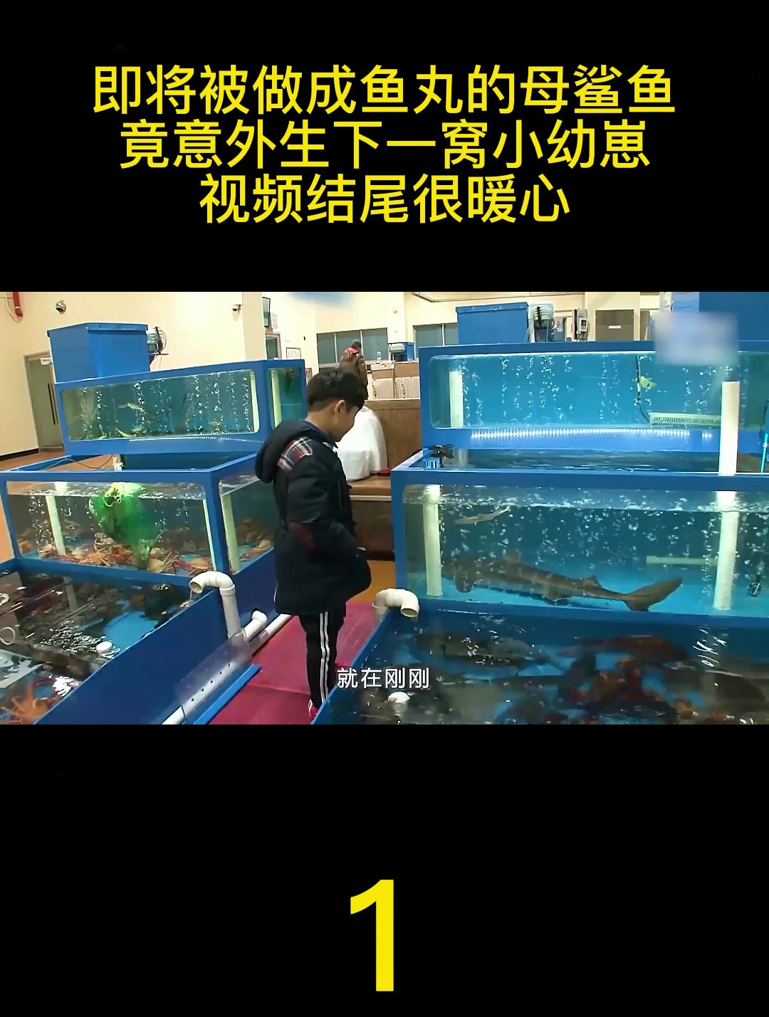 母鲨鱼生下小幼崽,视频结尾暖心