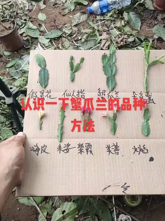 蟹爪兰的品种怎么分辨,今天教大家认识一下