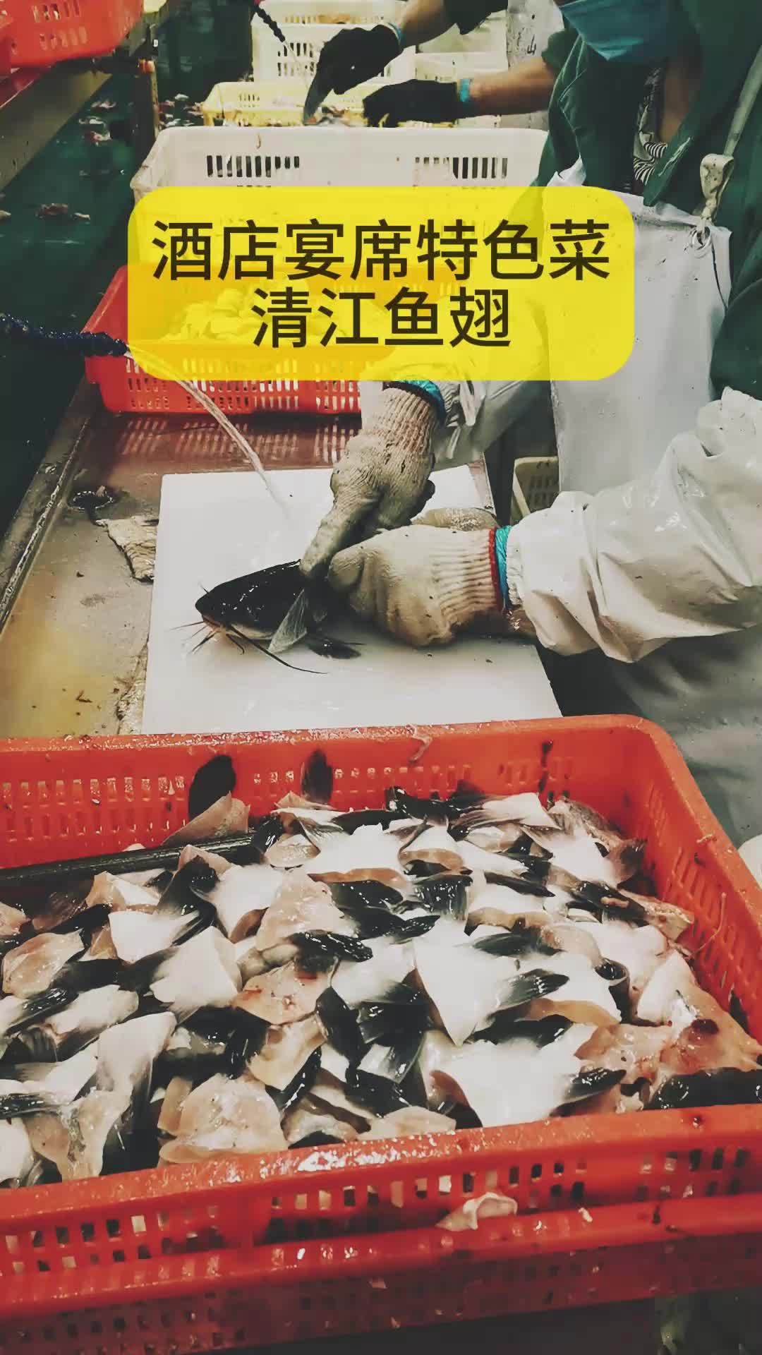 好事传千里 好吃也能传千里——特色鮰鱼翅