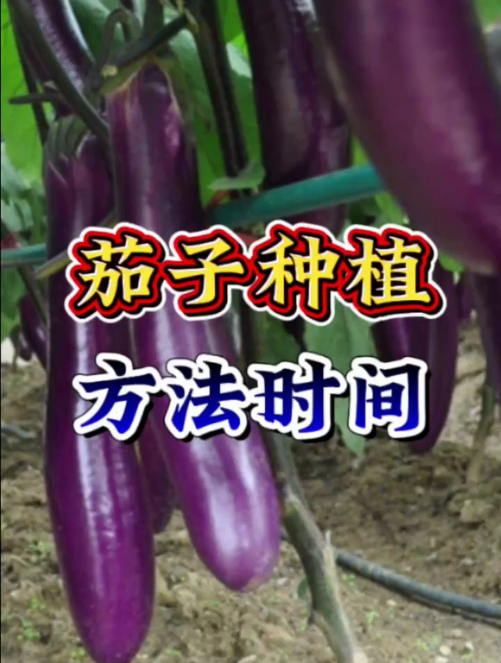 茄子种植方法和时间?茄子种植方法管理要点?