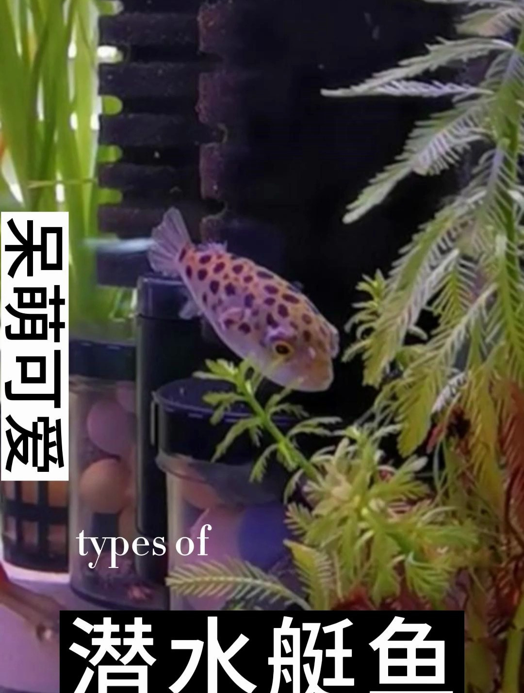 潜水艇鱼生活在热带的淡水鱼及汽水域底层,成鱼体长可达17厘米