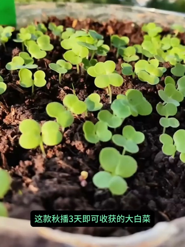 大白菜种子播种到出苗全过程,方法简单又实用