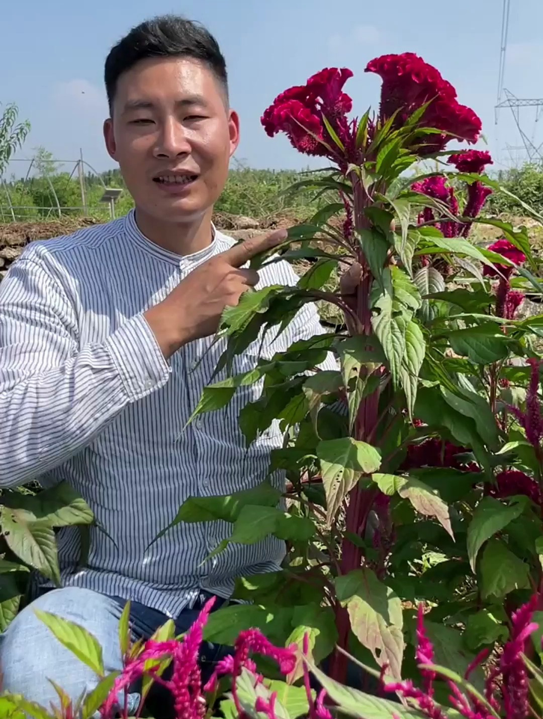 鸡冠花的妙用你知道吗?
