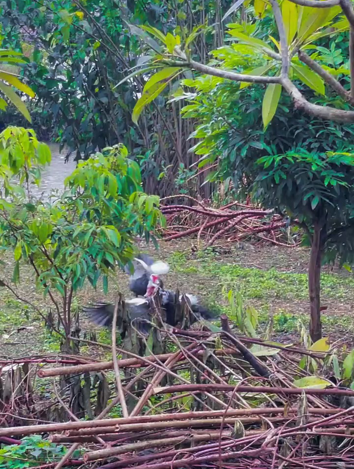 与自然同行 番鸭 灰色番鸭
