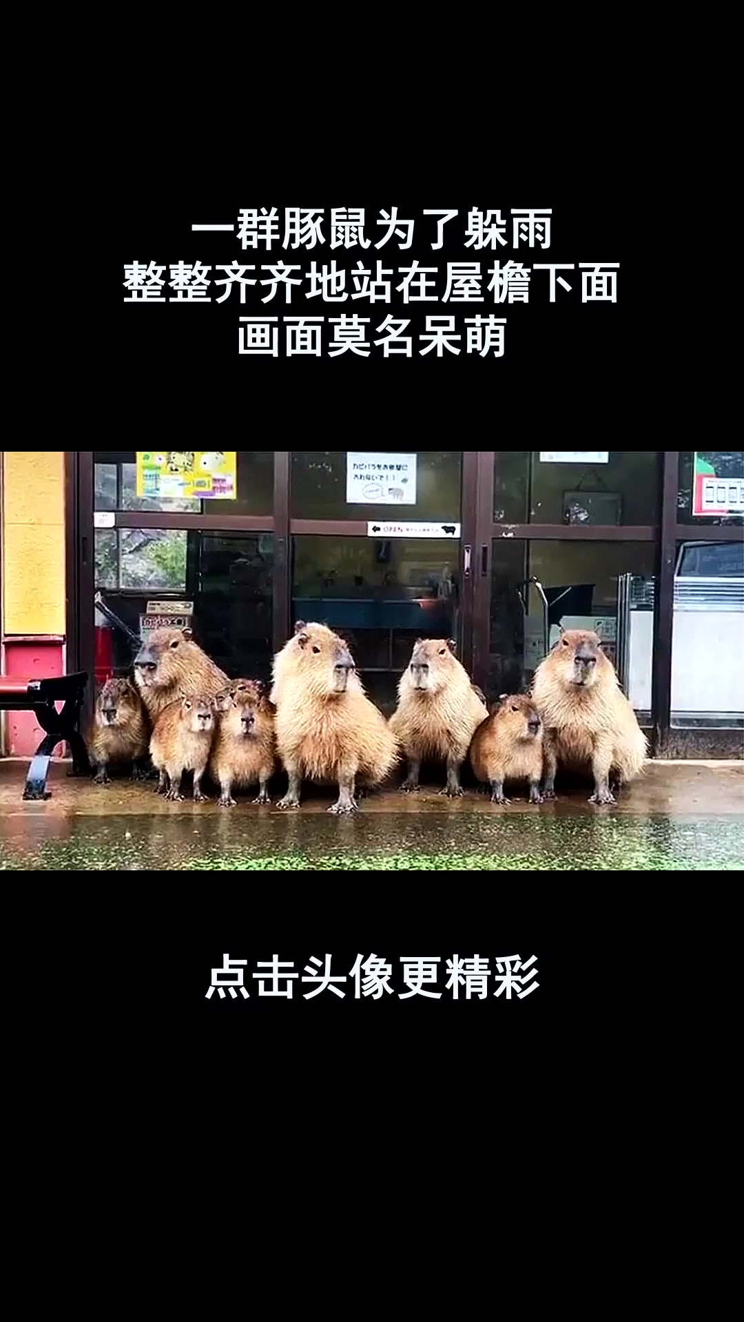一群豚鼠为了躲雨,整整齐齐地站在屋檐下面,画面莫名呆萌!
