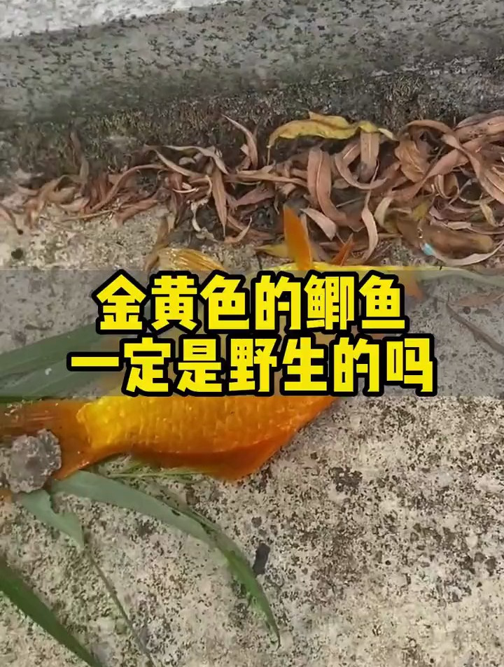 金黄色的鲫鱼一定是野生的吗?很多人不知道,教你如何判断!