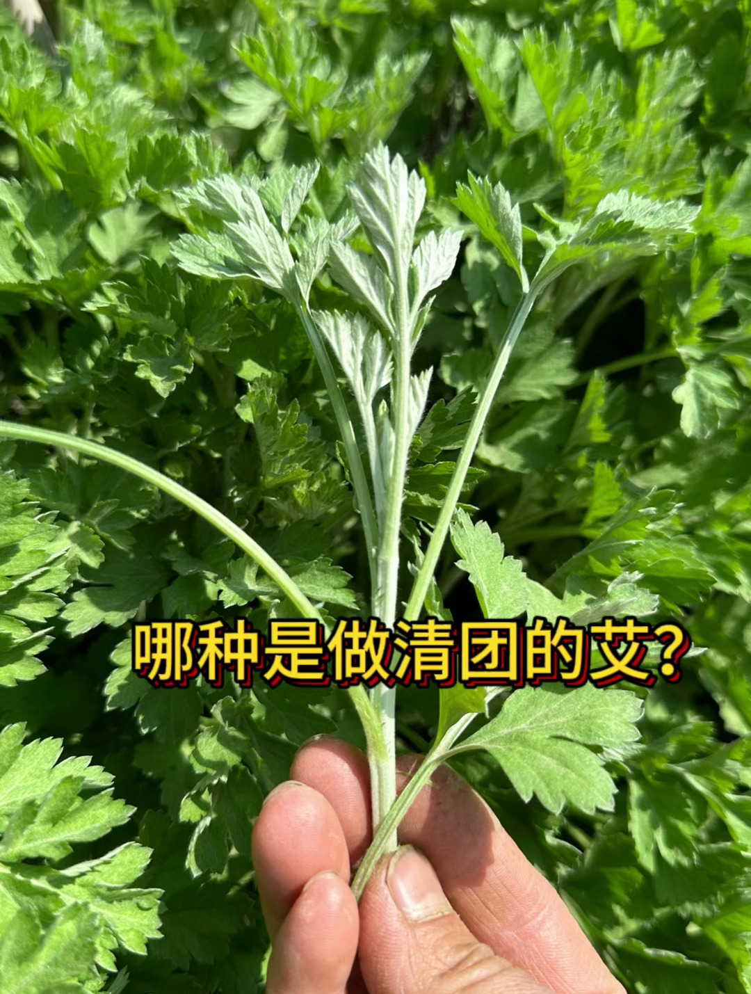 做青团的艾草和端午的艾草如何区分?