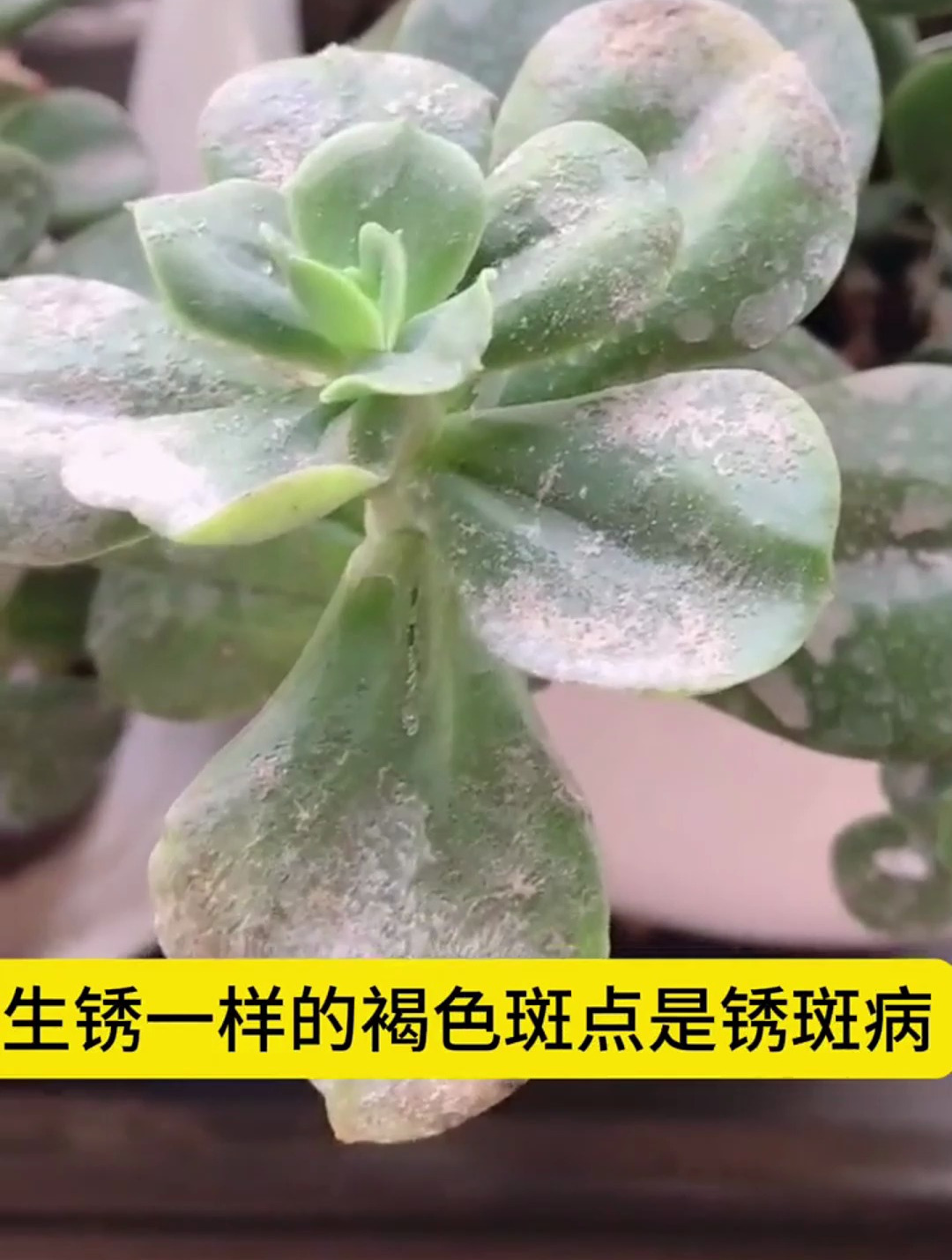 学会自己给多肉看病,只要记住这几句话