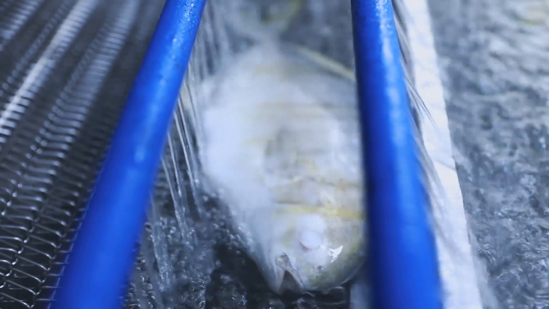 为保证鱼肉鲜嫩,让冷冻鱼起死回生