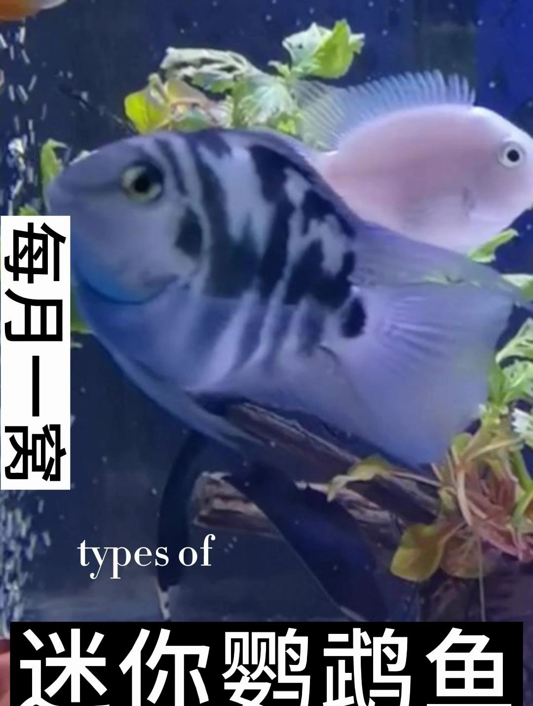 迷你鹦鹉鱼如何分辨公母其实很容易区分的