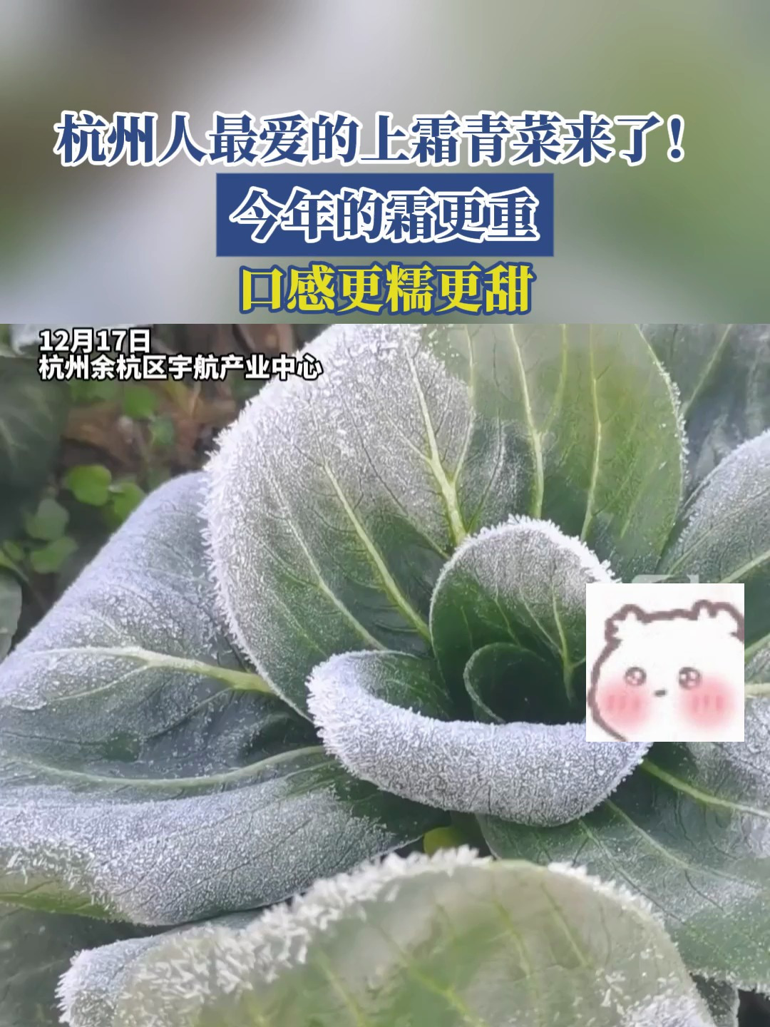 杭州人最爱的上霜青菜来了!今年的霜更重,口感更糯更甜