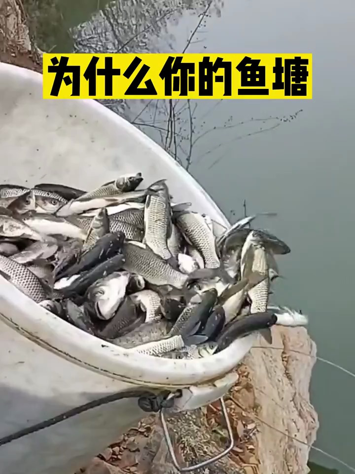 鱼塘一放鱼就死鱼,那是因为鱼塘长时间没消毒造成的
