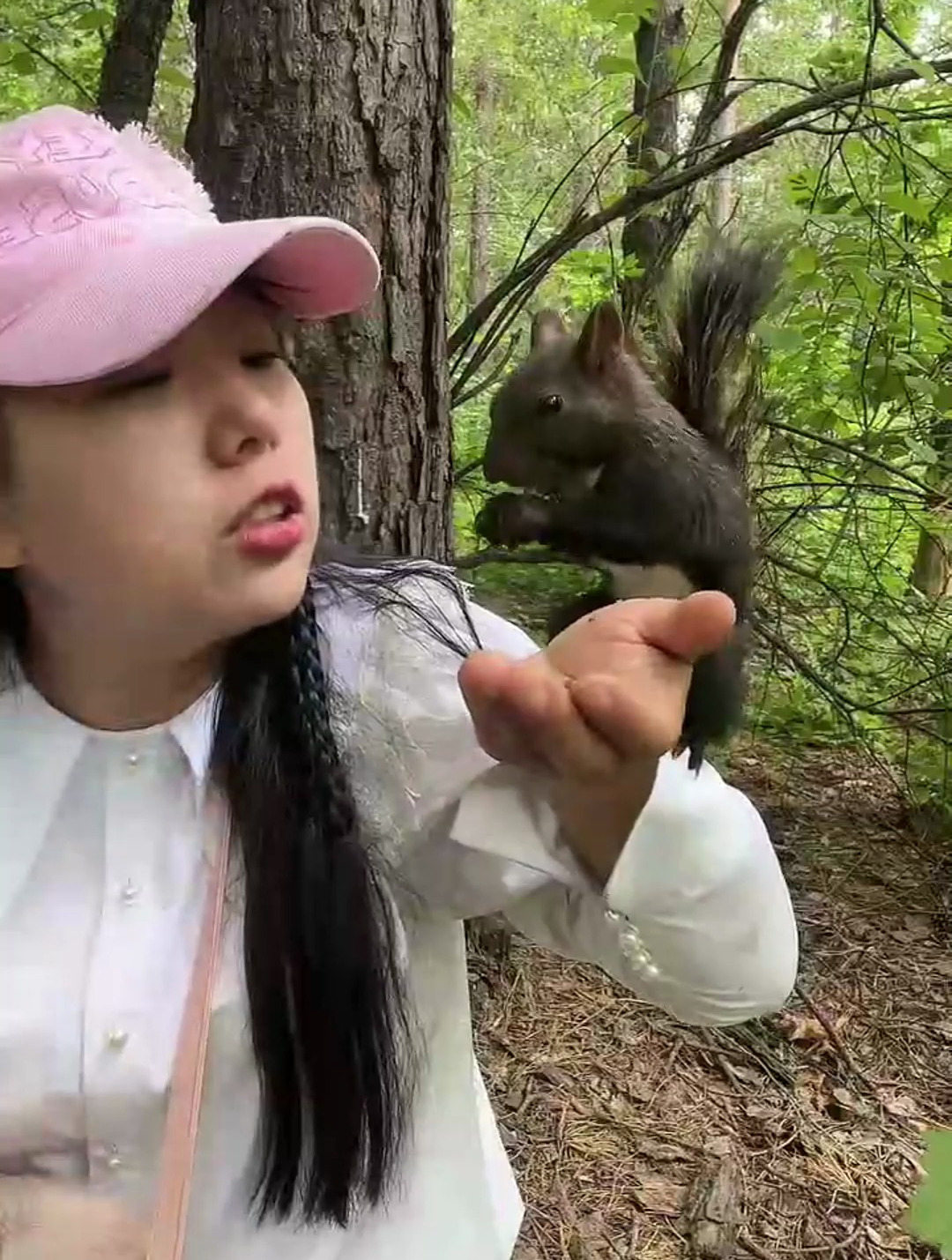 与小松鼠共舞:童话般的树林之旅!