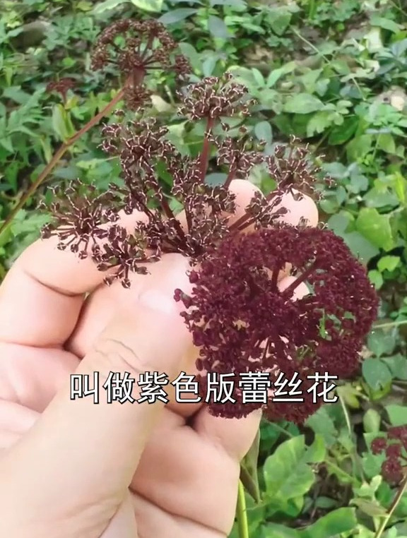 备受老百姓喜爱的鸭脚板,又叫植物中的“三不像”,你见过嘛?
