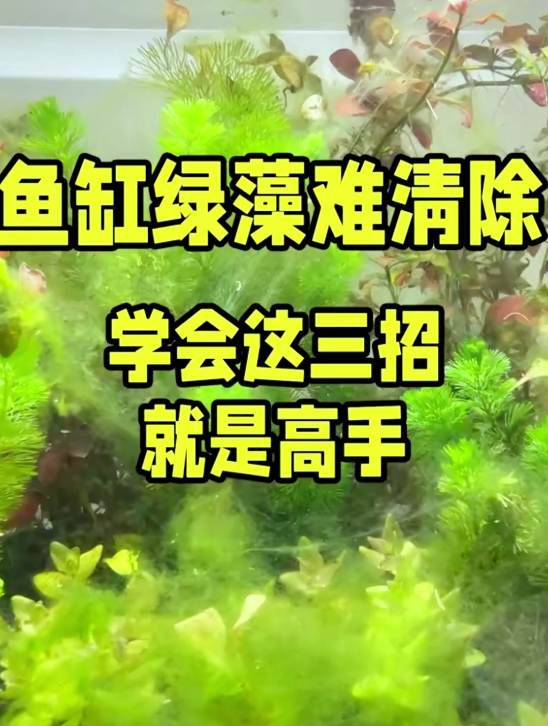 鱼缸绿藻三招清理!总有一招适合您!如果有更好的办法欢迎大家补充