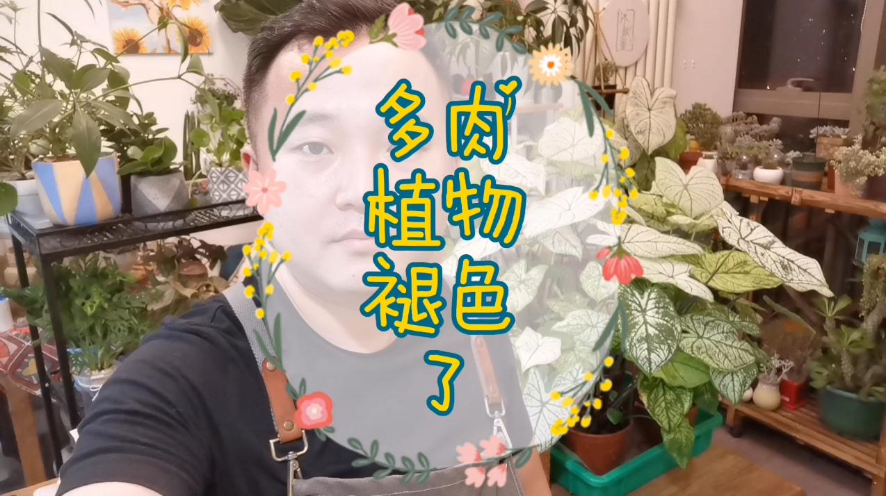 多肉植物,为什么在夏季褪色这么的快