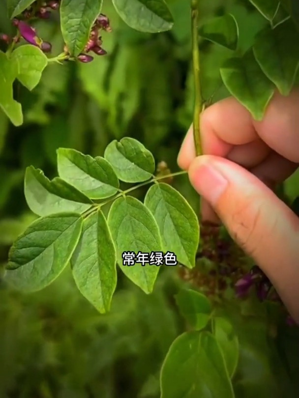 终于知道为什么要叫这种植物为——鸡血藤
