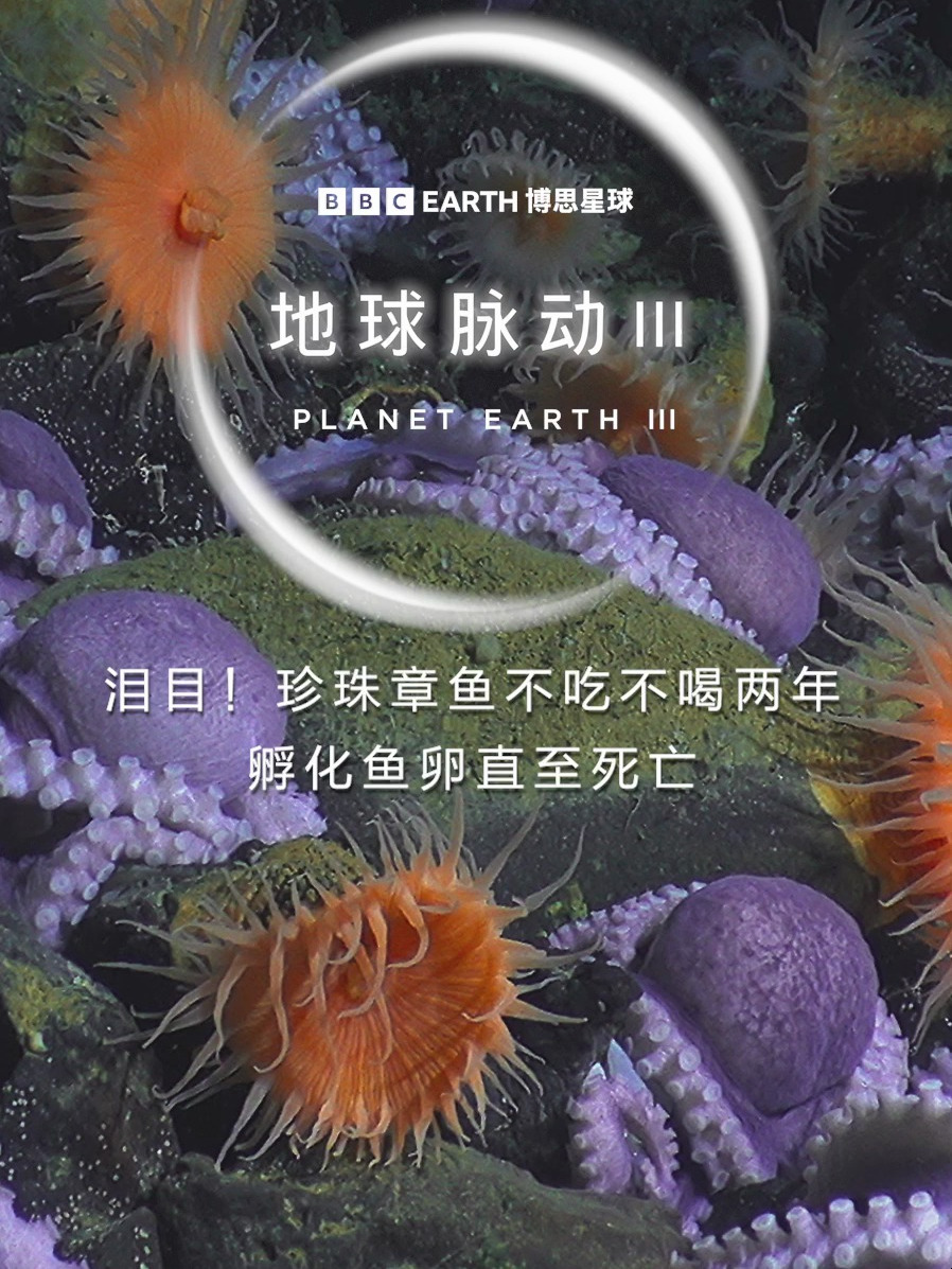 泪目!珍珠章鱼不吃不喝两年孵化鱼卵直至死亡