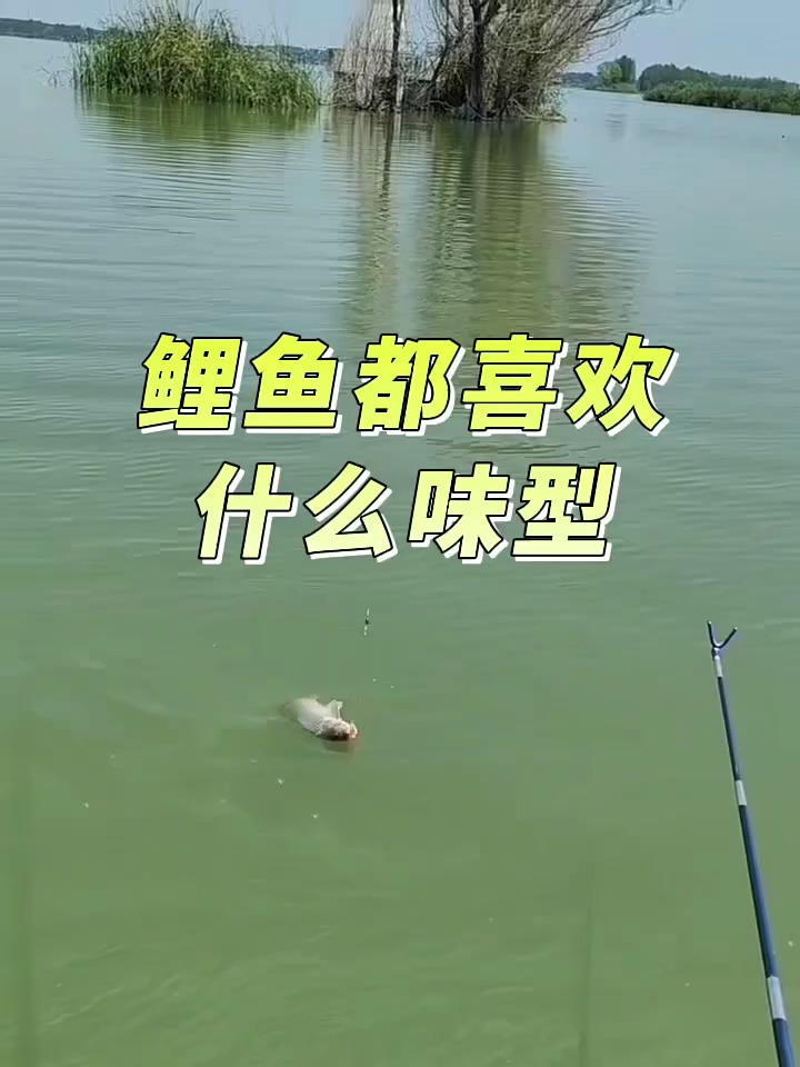 鲤鱼都喜欢什么味型?你了解了吗?