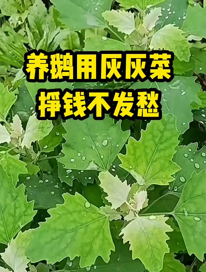 养鹅用灰灰菜,挣钱不发愁,您有给您家的鹅吃过这种草吗?