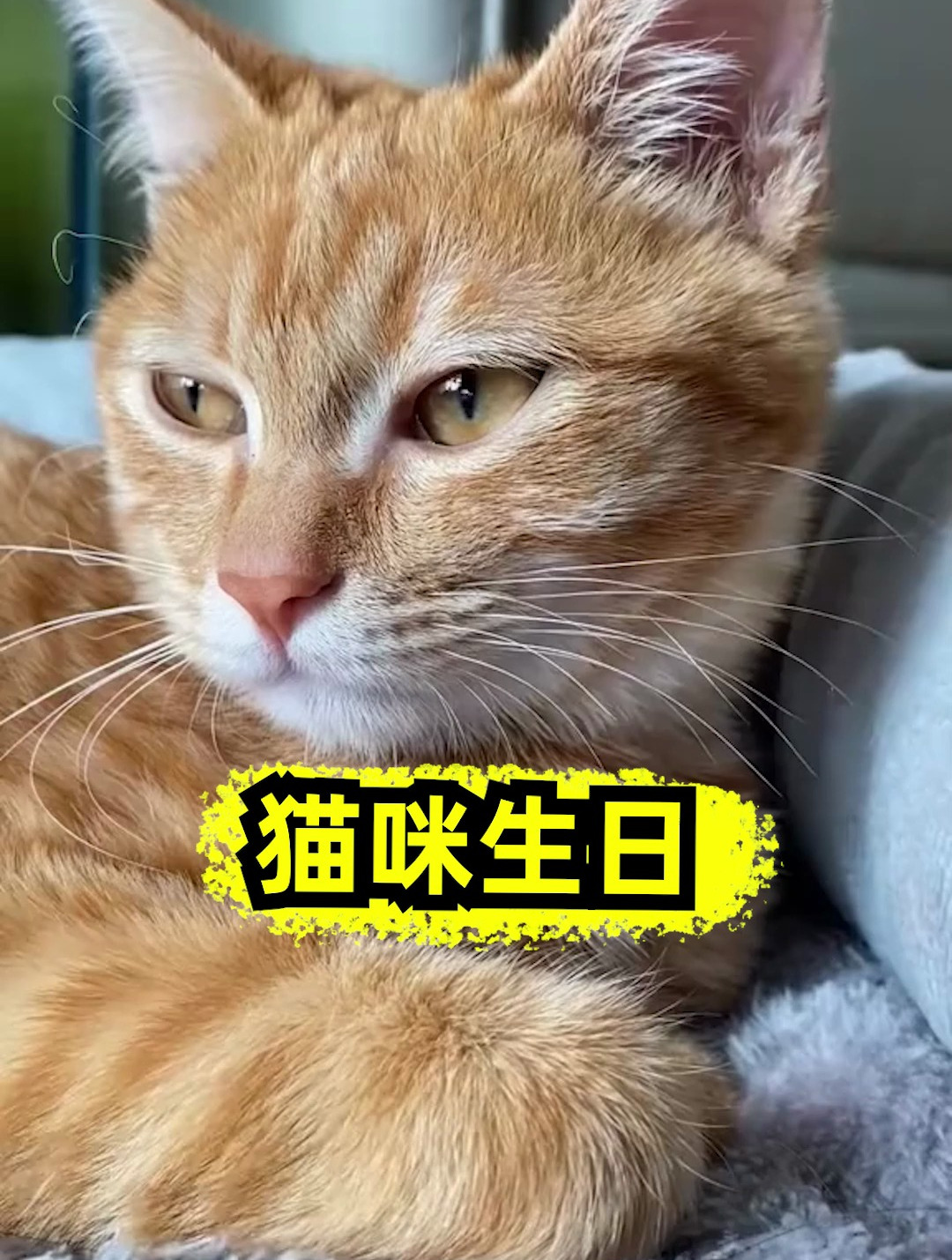 我说二咪子着急想吃蛋糕呢,原来是它生日了